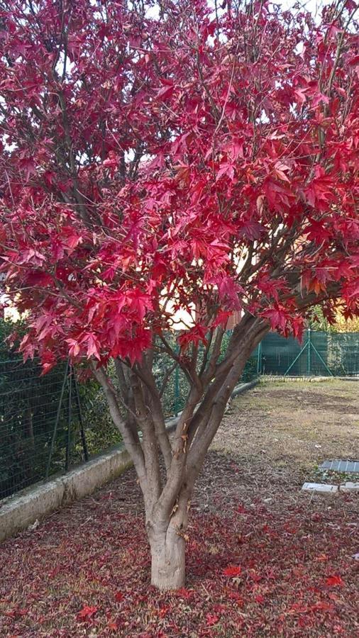 Acero Rosso B&B In Franciacorta Erbusco Εξωτερικό φωτογραφία